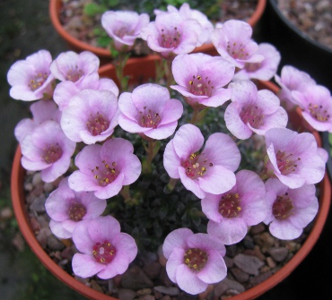 Saxifraga 'Lizzy'